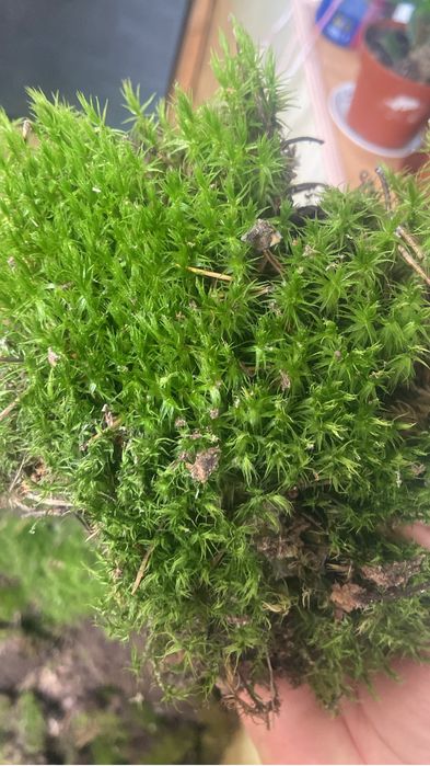 Мох лесной живой очищенный!
