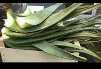 Aloe Vera frunze