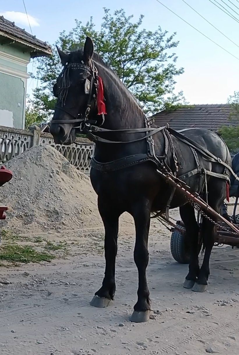 Armăsar metis Frizian 2 ani