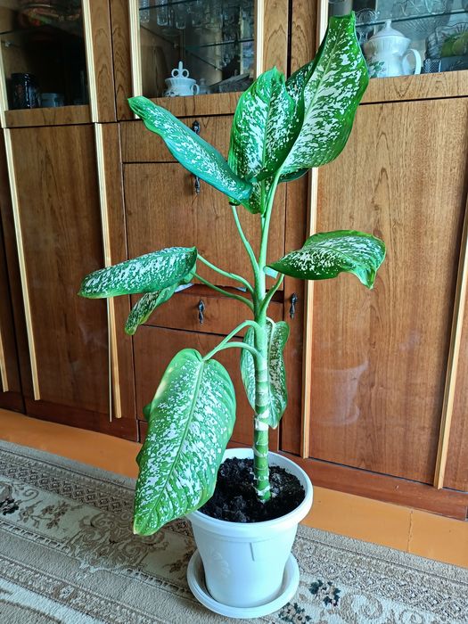 Продам комнатные растения