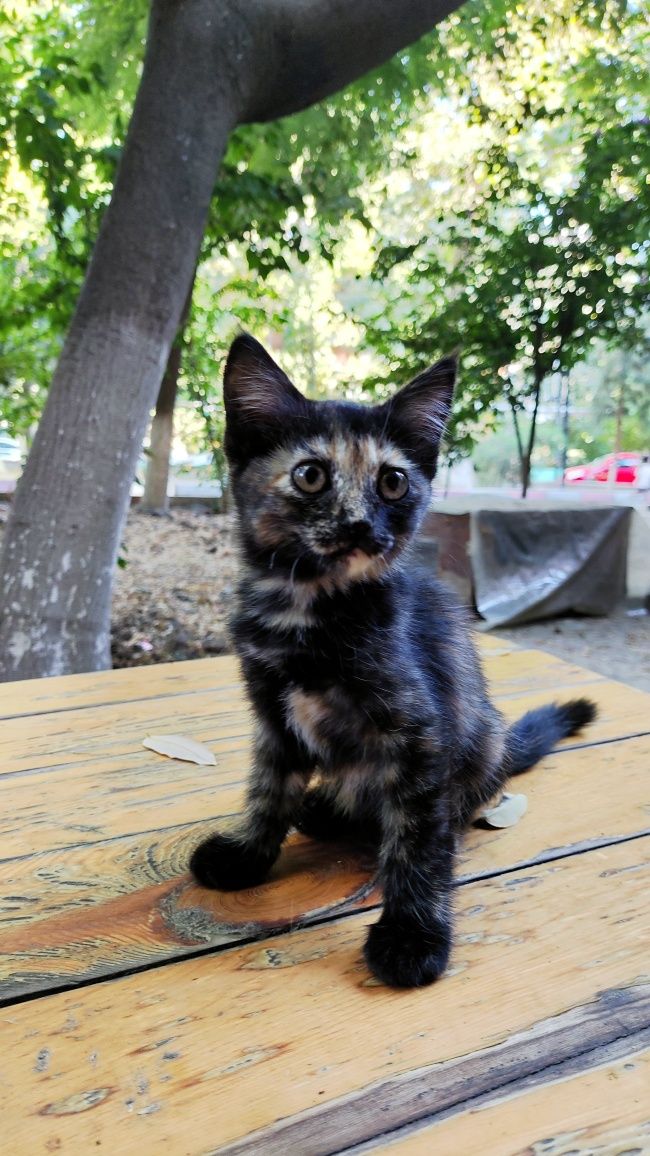 Котёнок черепашка