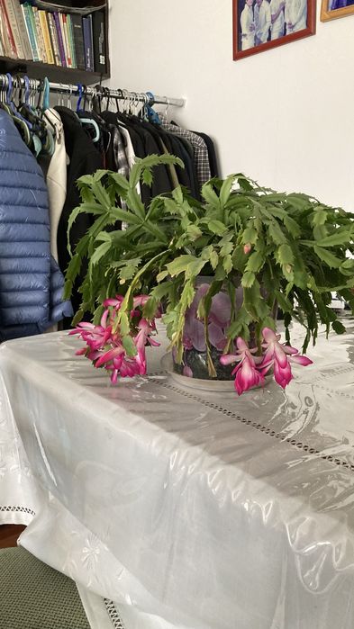 Комнатные растенич