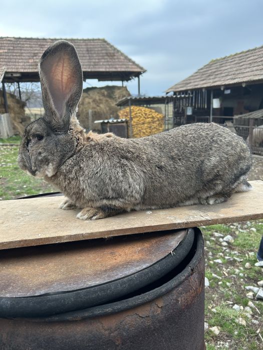 Iepuri  Urias german de vanare