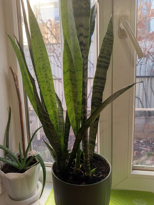 Сансераирия, комнатное растение