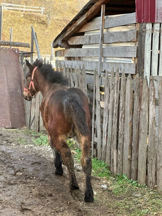 Vând mânză de 6 luni