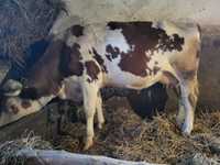 Vaca gestanta 6 luni
