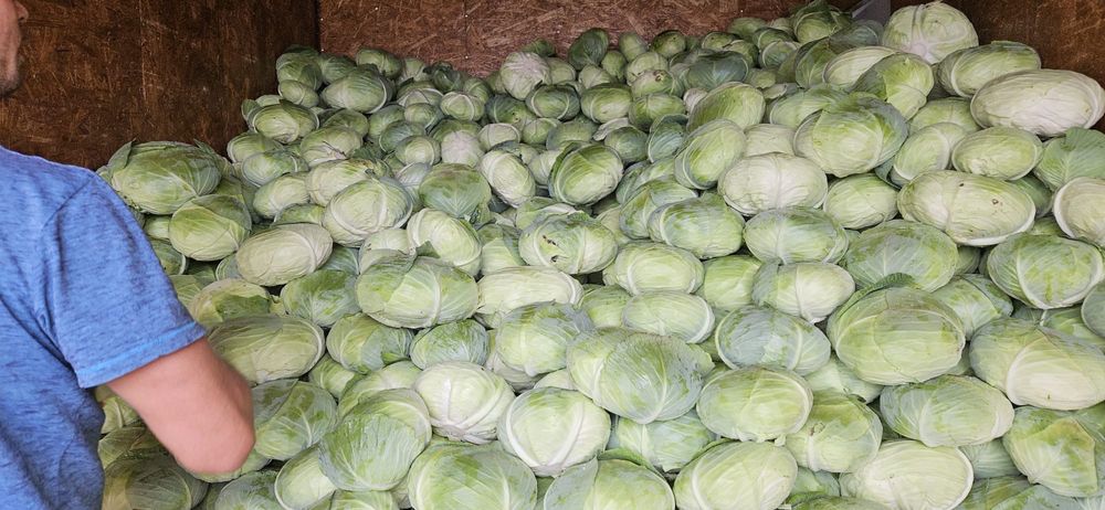 Varza in cantitati mari