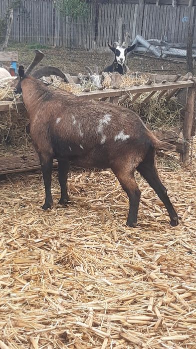 Vând țap castrat pentru sacrificat