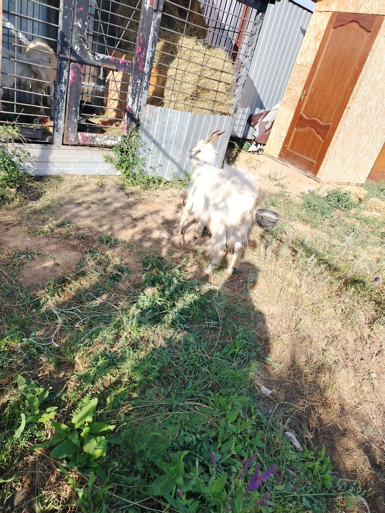 Продам козу самовывозом