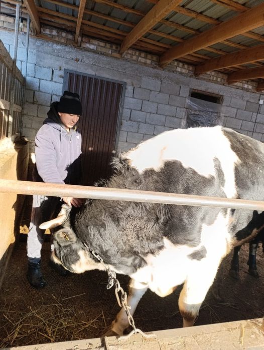 Касап касапшы мясник забайшик