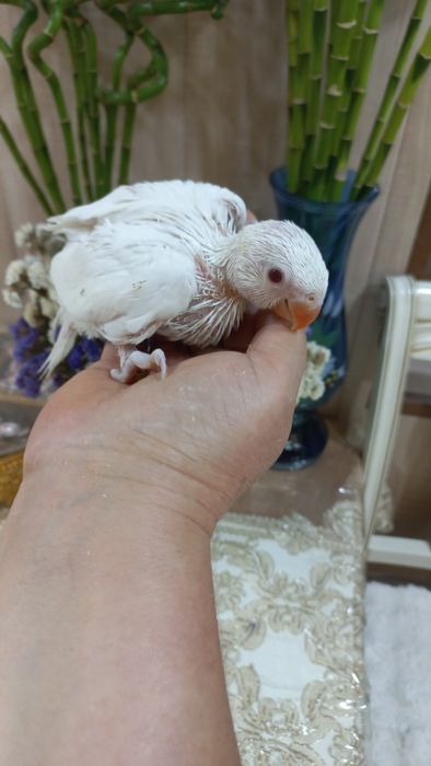 Продаются птенцы Ожирелового попугая.