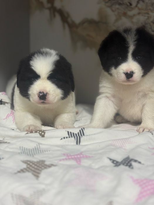 Продаються Щенки Алабая