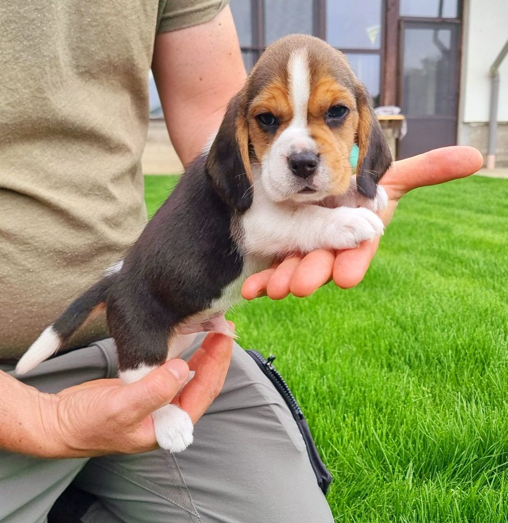 Puiut rasa Beagle