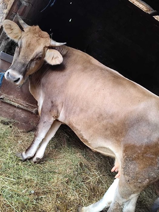 Vaca de 2.5 ani de vânzare