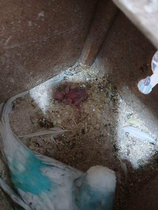 Bir juf popugay sotiladi 1 ta bolasi bor