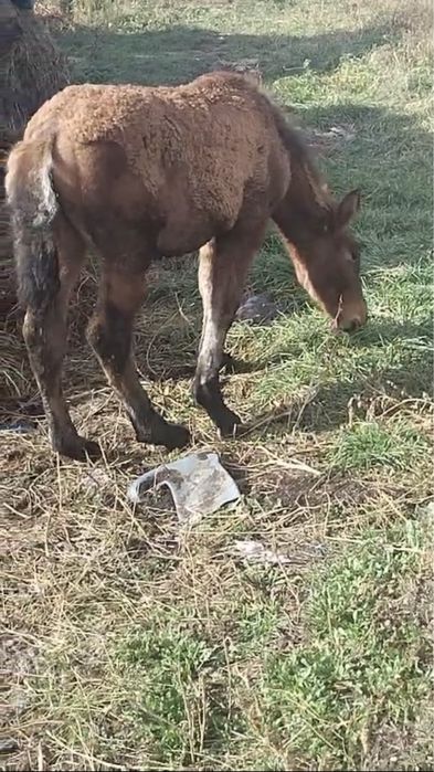 Vand sau schimb manz de 4 luni .