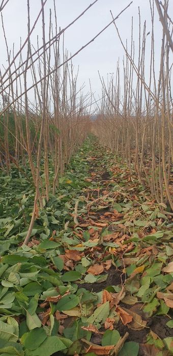 Pomi fructiferi și butasi vita de vie