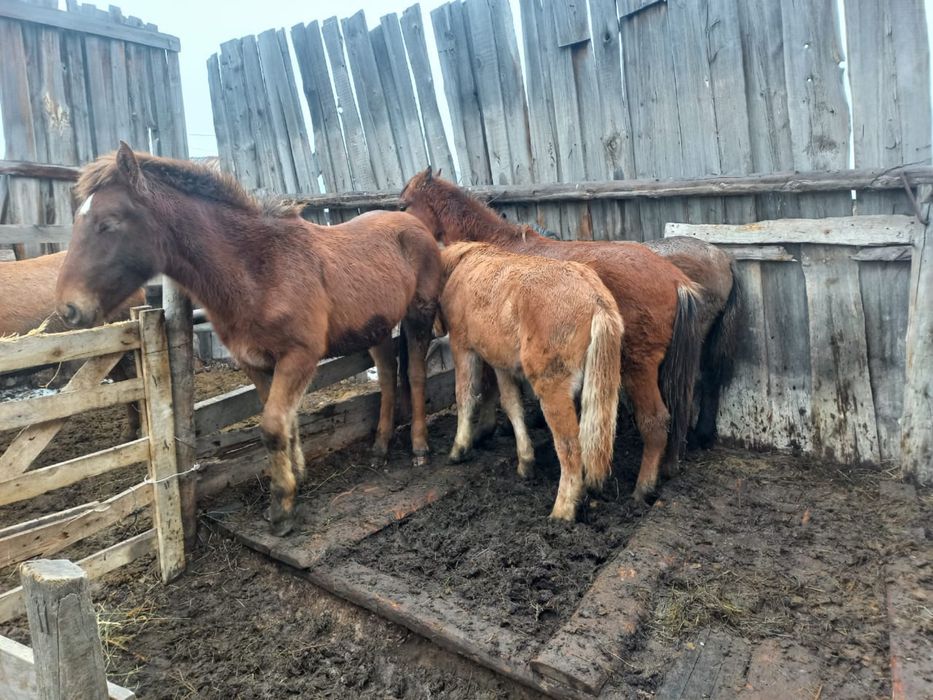 Продам лошадей 1.5 годовавые и жеребята