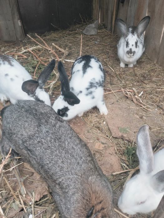 Кролики домашние