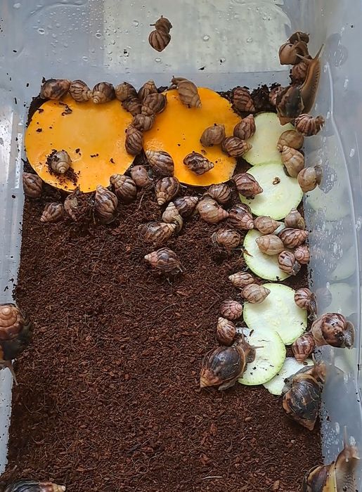 Ахатина стандартлар