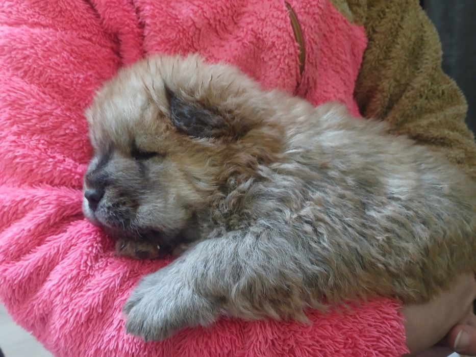 Кученца порода чау-чау