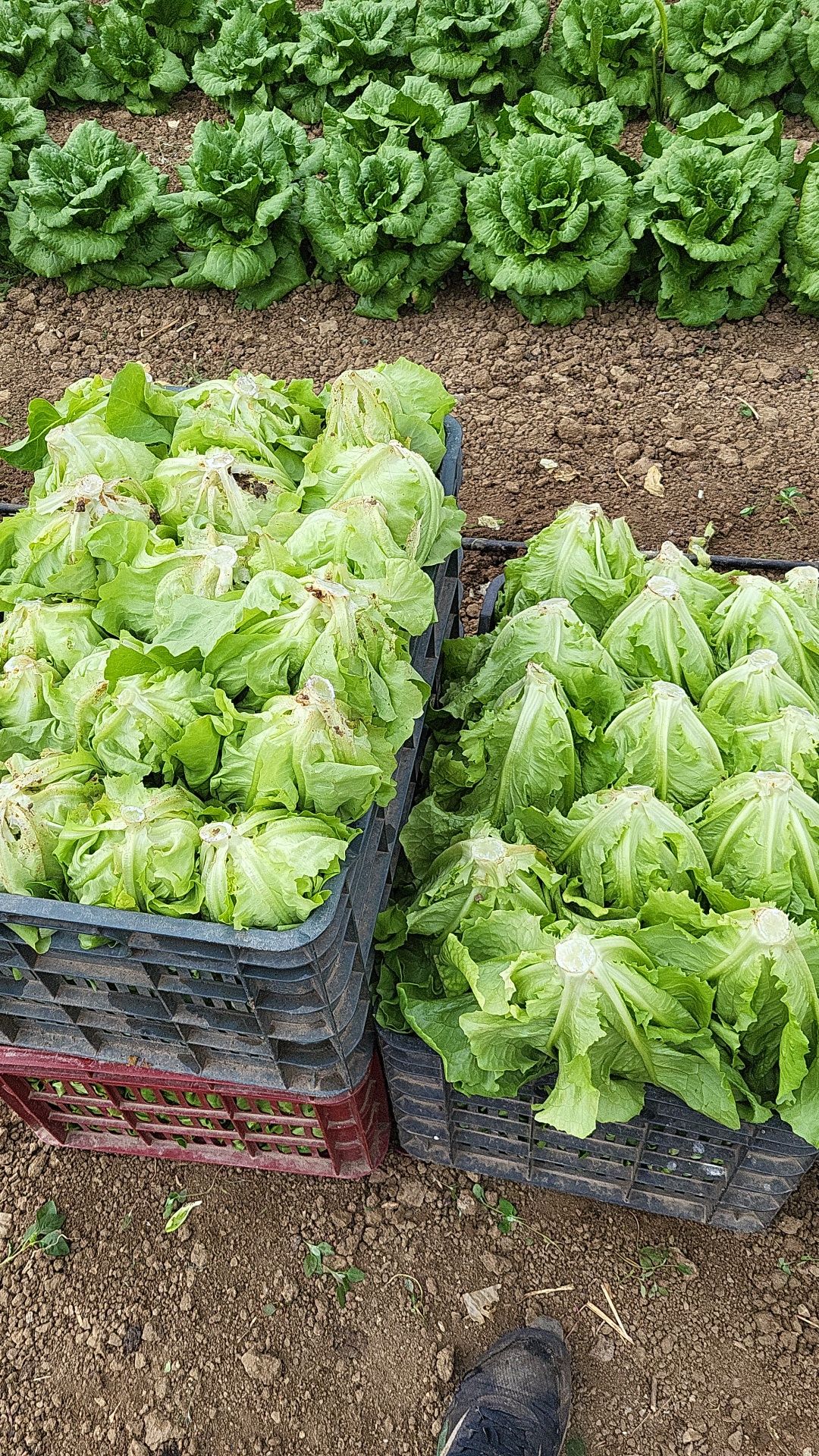 Salata verde de vanzare