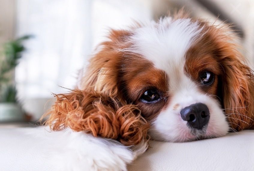 Agenția catelusi fericiti ( plimbări cu căței dumneavoastră)