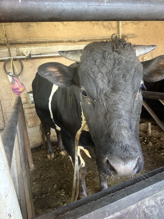 Buqa sotiladi 28 milyon kelishamiz yana