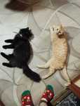 Отдам котов в хорошие руки