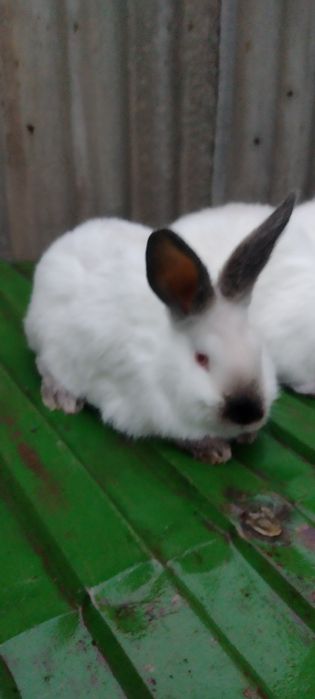 Продам кролики калифорния