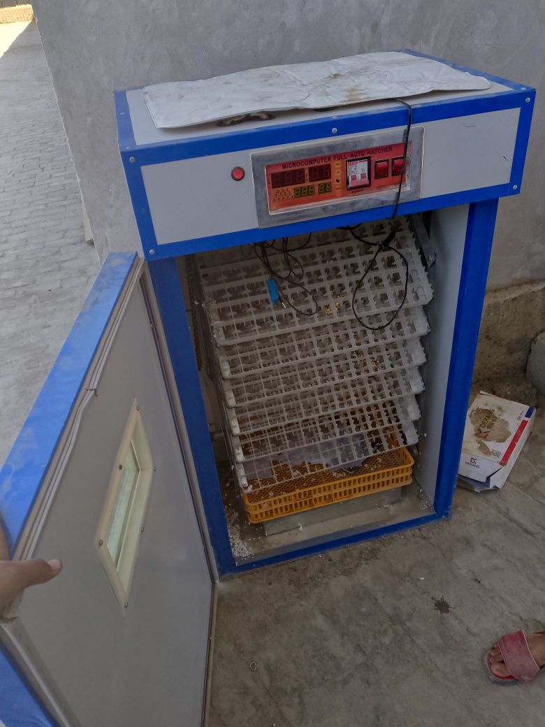 Inkubator 500 talik