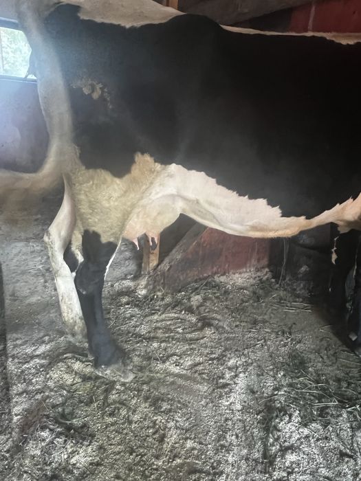 Vand vaca gestanta in 3 luni