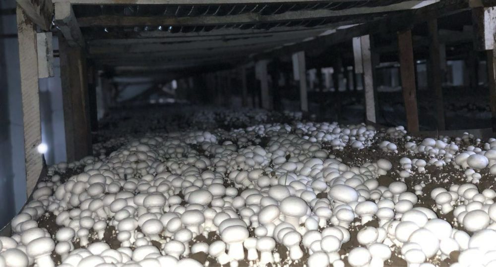 Noturar joy yer xisobida sotiladi