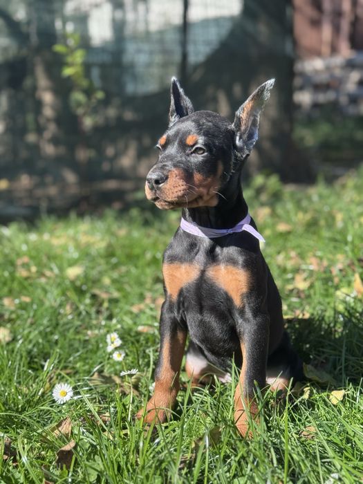 Cățeluș Doberman cu pedigree