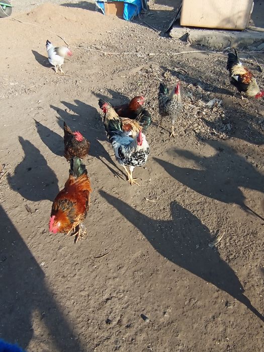 Продам домашних кур