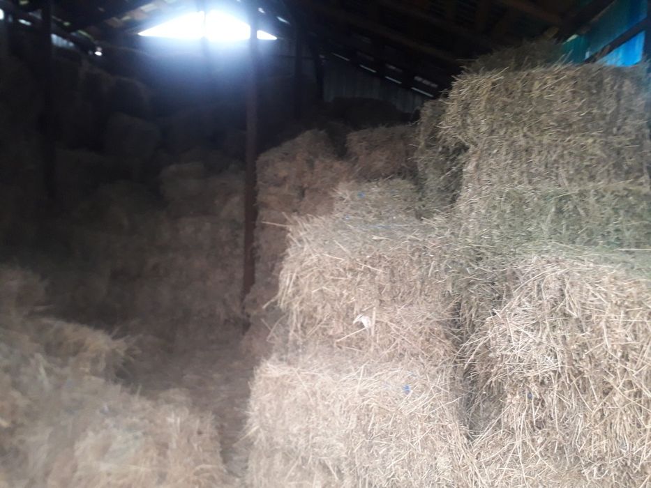 Baloti de fan de vanzare