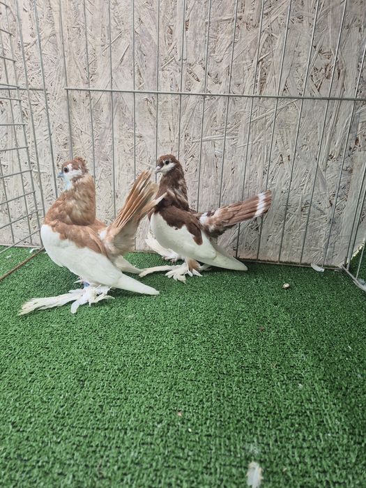 Porumbei jucator de volga