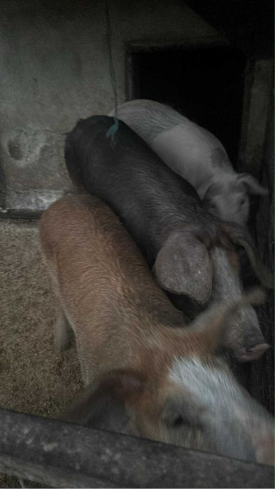 Vand curci si curcani