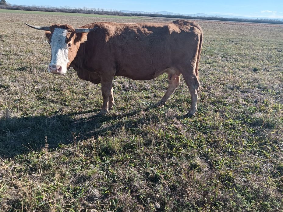 Vând vaca gestanta montantă artificial cu Belgian în luna a 7