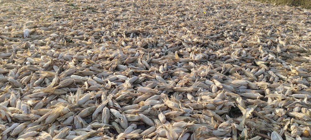 Макка сотилади нархи 2900 сум