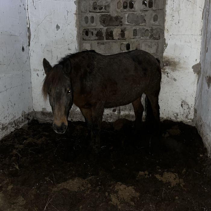 Продам кобылу с откорма конина кобыла на откорме