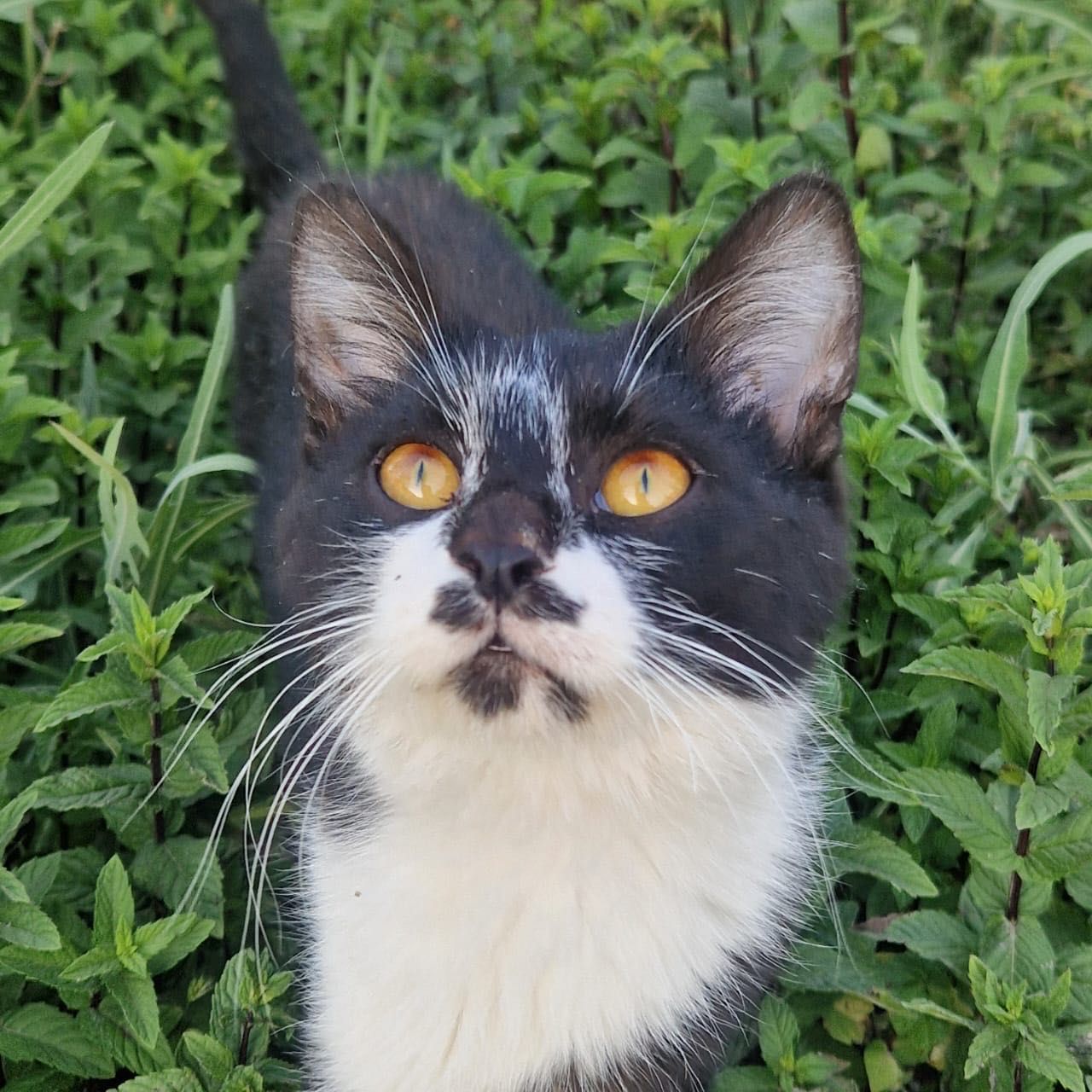 Ищем дом для котенка