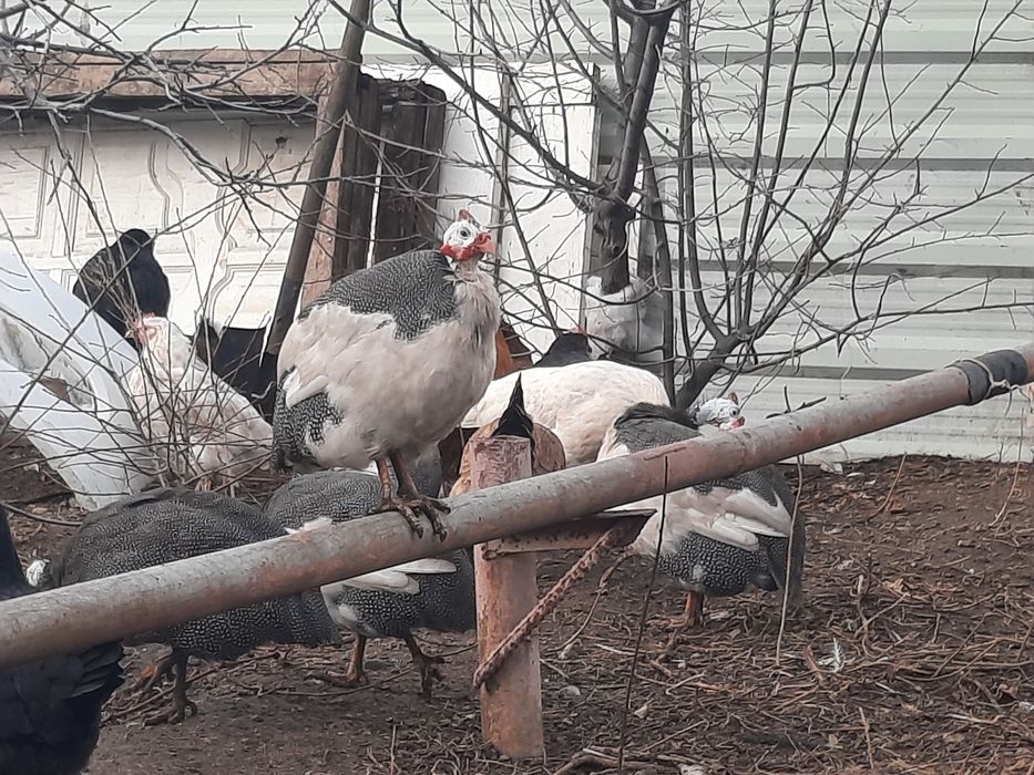 Продам Цесарок молодняк