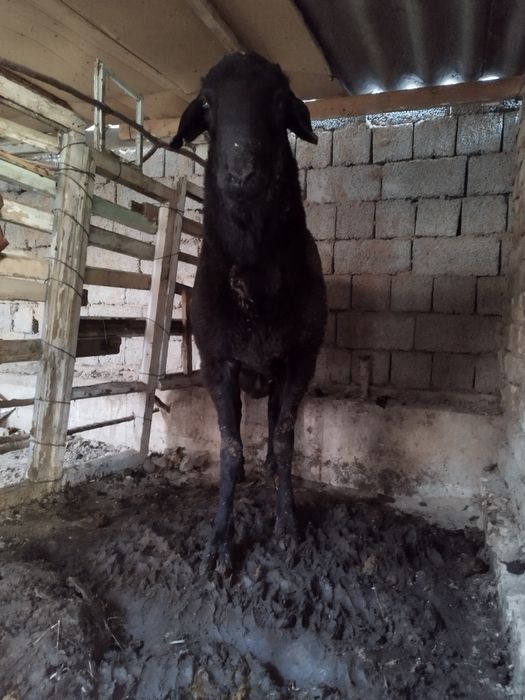 3 ta Qoʻchqor arashan