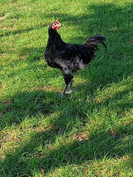 Cocosi australop plymont