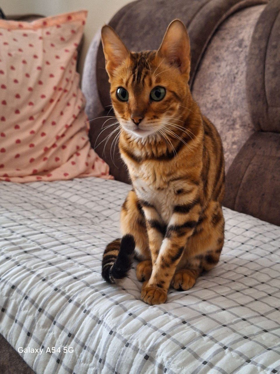 Bengalskiy mushuk