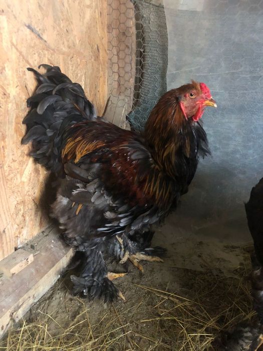 Cocosi,gaini Brahma potarnichiu,albastru si negru