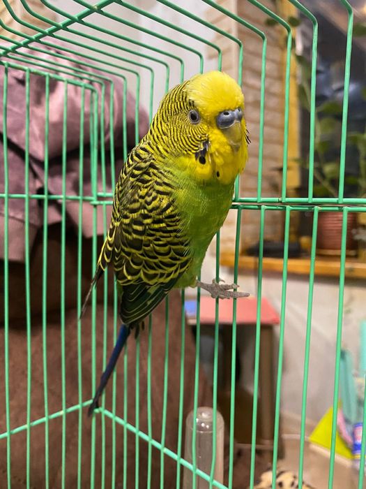 Продам попугая с клеткой
