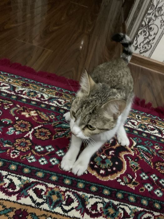 Кошку отдадим только в любящие руки.