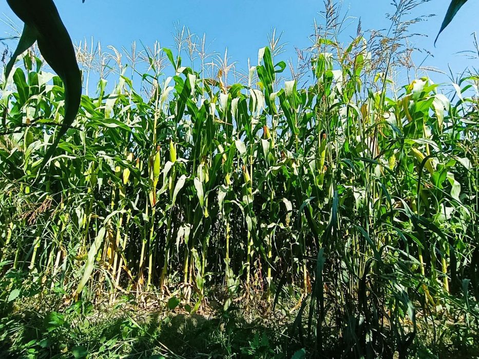 Silos uchun makkayi sotiladi